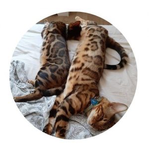 Gato bengal mansos e deitados