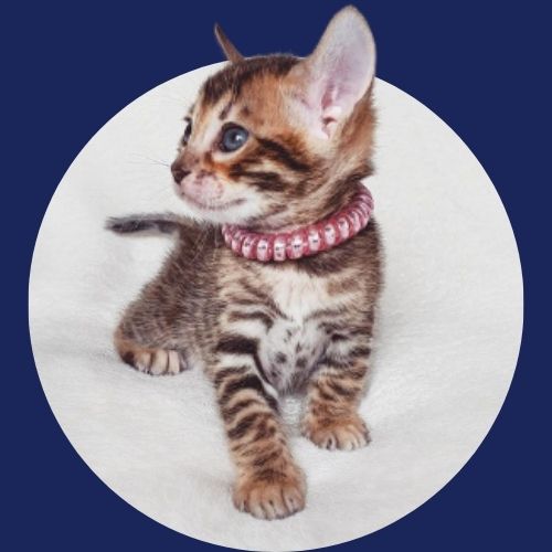 gatinho bengal