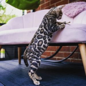 filhote-bengal-no-sofa