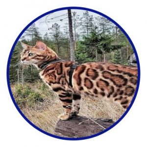 gato bengal aventureiro
