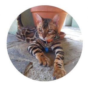 O Gato bengal é um animal unico, companheiro e saudavel