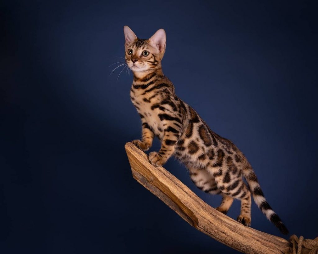 gato bengal carinhoso