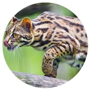 Foi atraves do cruzamento do leopardo asiatico que surgio o gato bengal