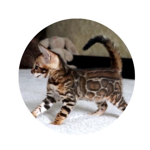 filhote de gato bengal na cama