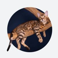 O comportamento do gato bengal e unico pq eles sao alegres